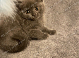 Bsh kitten
