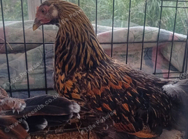 Hybrid Swedish Flower Hens - not suitable for breeding