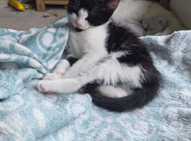9 weeks old as of 18th june