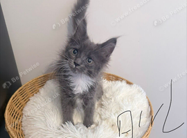Maine coons