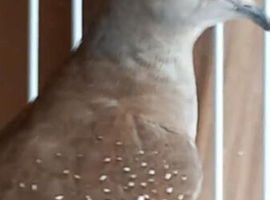 Diamond dove