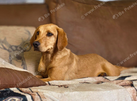 Kc registered fox red labrador pup