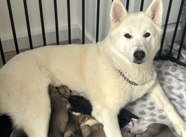 7 chunky husky puppies