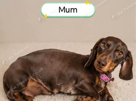 Miniature Dachshund Puppies