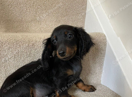 Long haired mini dachshund puppy
