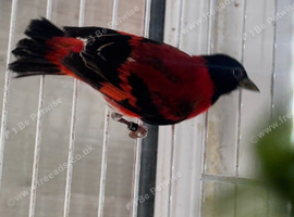 RED SISKIN