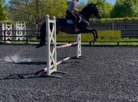 15hh3 All Rounder No vices Mother/dauvhter share. HUNTER/SJ/XC