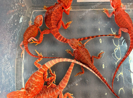 BABY BEARDED DRAGONS FOR SALE &ndash; STUNNING COLOURS & PREMIUM BLOODLINES