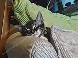 Half Bengal kittnes