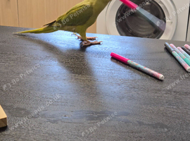 Ringneck parrot for sell
