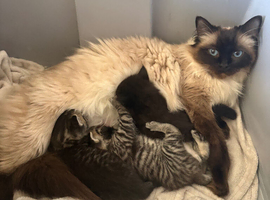 Half ragdoll kittens for sale *reduced*