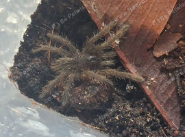 Tarantula Spiderlings free to good homes