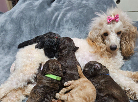 Toy poodle puppies