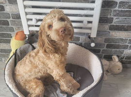 Stunning 11 month old apricot cockapoo.