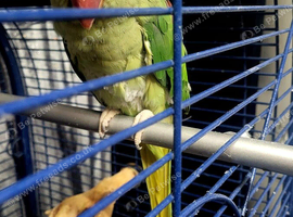 Female Alexandrine parrot