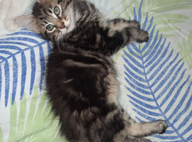 Kittens