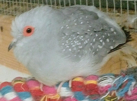 Diamond dove male