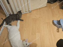 Kittens for sale
