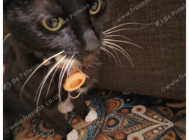 Beautiful 2-Year-Old Female Cat Looking for a Loving Home
