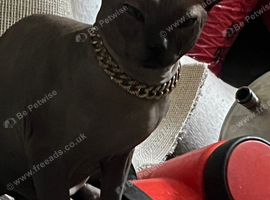 Sphynx cat for sale