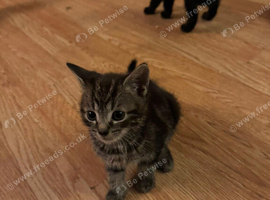 Tabby Boy kitten
