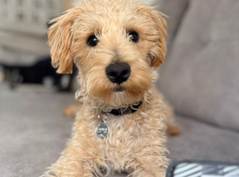 Westiepoo