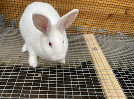 WANTED: New Zealand White Rabbit Buck