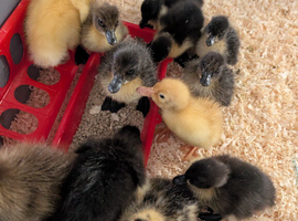 Ducklings for sale