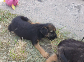 3 littler boarder terrier puppies left of a litter of 8