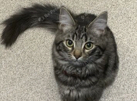 Mainecoon/ragdoll kittens
