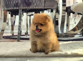 Pomeranian 3 boy