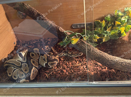 Standard Ball python