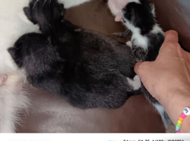 Kittens