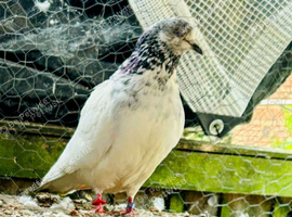White Pakistani Highflyer
