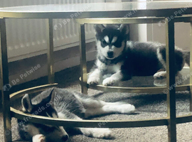 2 x husky puppies