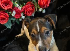 jack Russell