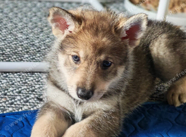 Northern Inuit puppies