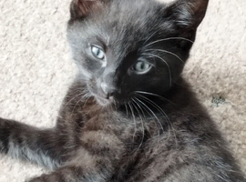 2 black kittens for sale &pound;30 each