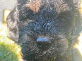 Three beautiful girl cockapoo puppy left