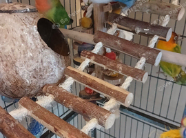 Lovebirds