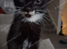 Girl Kitten ready for her new home