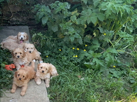 Absolutely Gorgeous F1 Cavapoo puppies