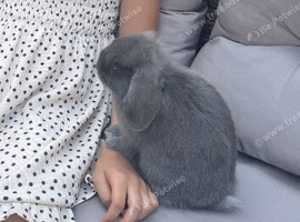 Female rabbit