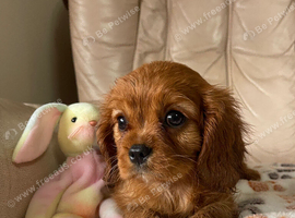 Fox red Cavalier spaniels girls and boys