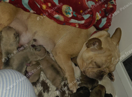 French bulldog puppies