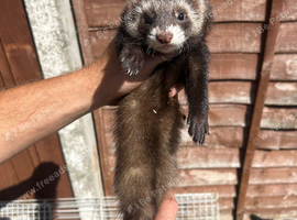Ferret kits