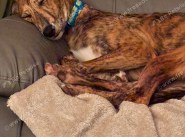 Lurcher/whippet