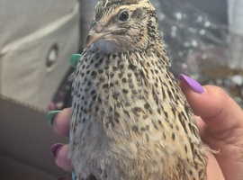 11 Corturnix Quail
