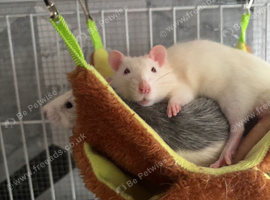 3 male dumbo rats for rehoming