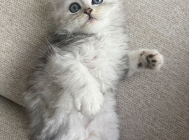Ready to leave - Adorable Persian kittens